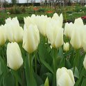 Tulipa fosteriana 'Purissima' PB 14
